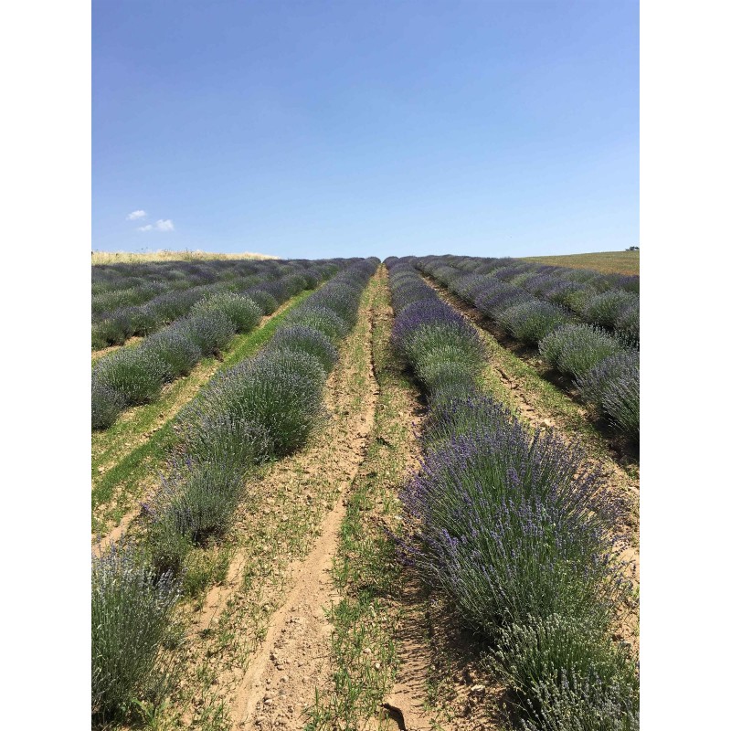 Olio essenziale (Biologico) di lavanda vera - 50ml - De Saint Hilaire