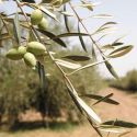 OLIVIE PowerUp, Les perles miraculeuses d'oliviers du désert, riche en anti-oxydants et resveratrol - 340g - Olivie