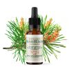 Fleurs de Bach BIO "Méthode original", N° 24, Pin Sylvestre, Pine (Pinus sylvestris) - 20ml - Saint-Hilaire